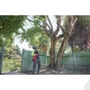 Kép 7/9 - MILWAUKEE M18 FUEL teleszkópos magassági fűrész 30 cm -  M18 FTPS30-0 - 4933480868