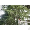 Kép 8/9 - MILWAUKEE M18 FUEL teleszkópos magassági fűrész 30 cm -  M18 FTPS30-0 - 4933480868