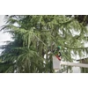Kép 8/9 - MILWAUKEE M18 FUEL teleszkópos magassági fűrész 30 cm -  M18 FTPS30-0 - 4933480868