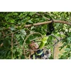 Kép 4/8 - RYOBI OLP1832BX - 18 V-os, ágvágó, 250 Nm, 85 cm, akku és töltő nélkül
